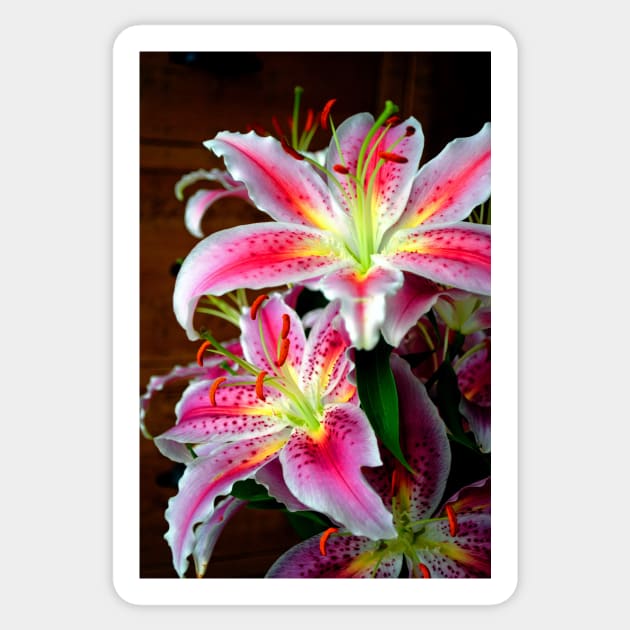 Pink Lily Lilium Herbaceous Flowering Plants Sticker by AndyEvansPhotos